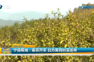 宁德蕉城：春茶开采 北方客商纷至沓来