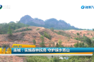 连城：实施森林抚育 守护绿水青山