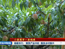 福建農行： 聚焦產業興旺  服務鄉村振興
