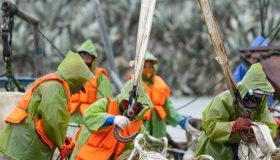 福建：全國最大花蛤育苗基地采收忙