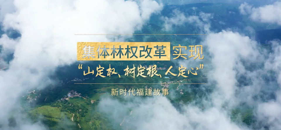 新时代福建故事④｜集体林权改革实现“山定权、树定根、人定心”
