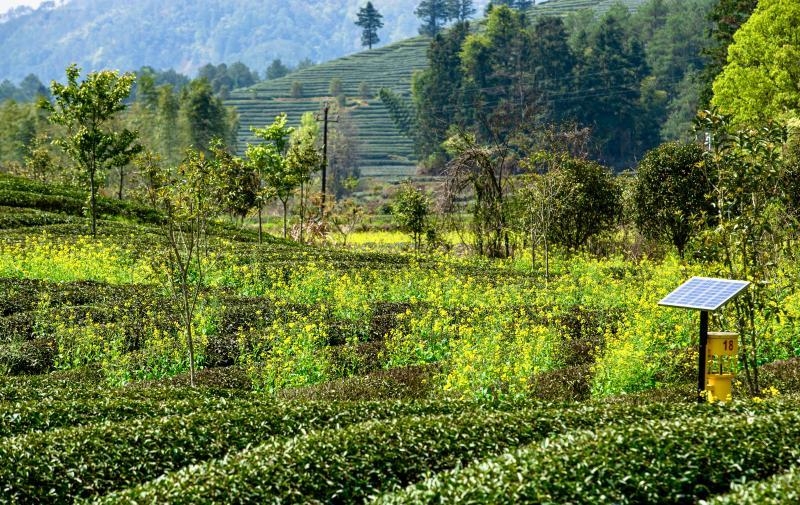 星村鎮燕子窠滿園茶樹愈發蒼翠欲滴去年新植的千株櫻花樹銀杏樹點綴