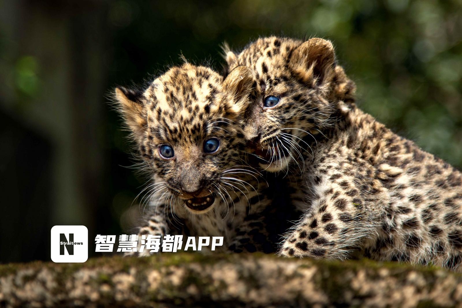 藍眼睛花衣衫福州動物園吉祥三寶金錢豹家族萌出圈