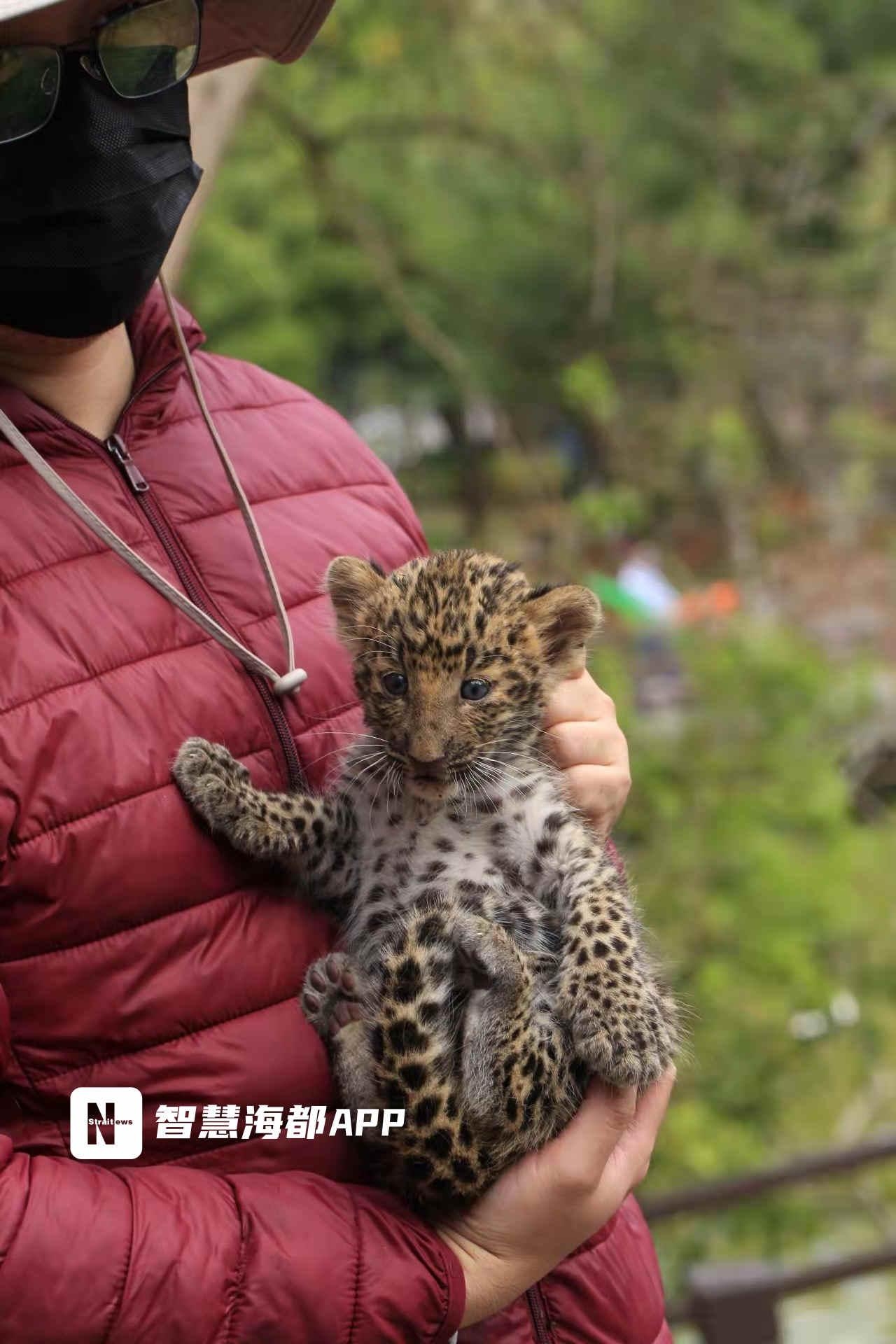 藍眼睛花衣衫福州動物園吉祥三寶金錢豹家族萌出圈