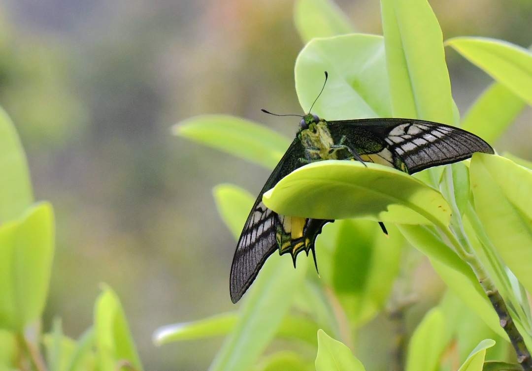 昆虫大熊猫福建永安天宝岩保护区首次监测到第一代金斑喙凤蝶