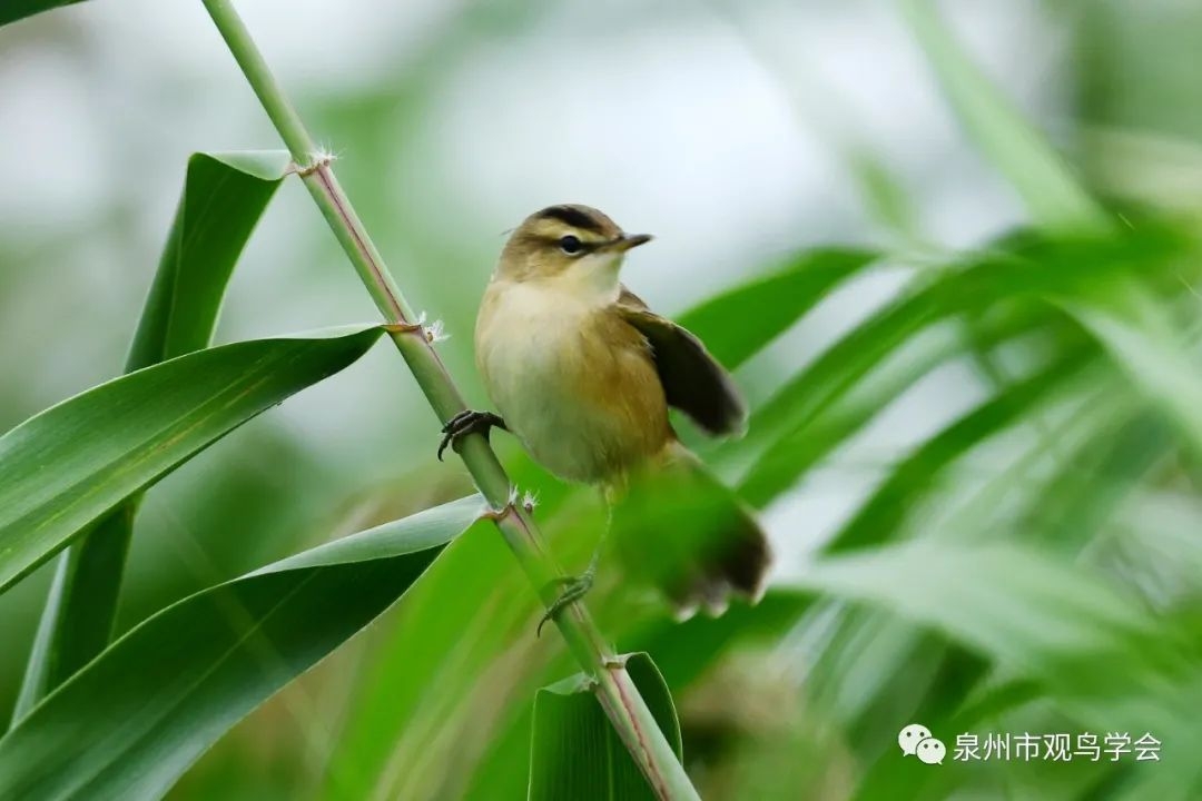 泉州市正式記錄的第335種鳥類黑眉葦鶯