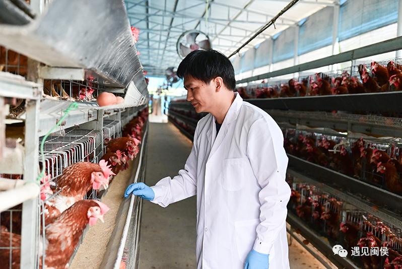 省無公害農產品禽蛋基地,福建省直控副食品基地,福州市直控副食品基地