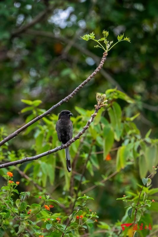 我国首次记录白肩鹊鵙现身泉州晋江