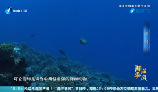 《原来是这样》河鲀