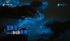 向往的大海丨蓝眼泪背后的真相